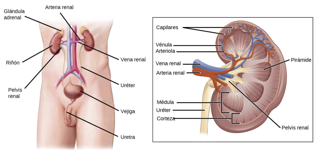 anatomia del riñon esquema