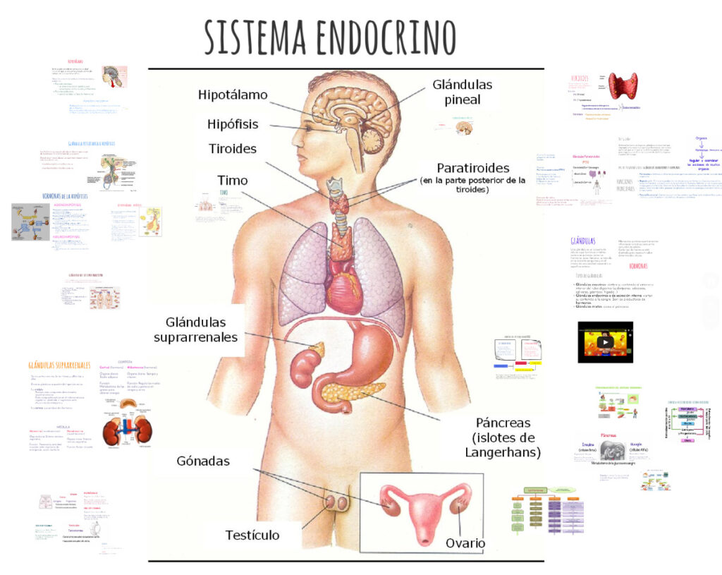 esquema del sistema endocrino pdf