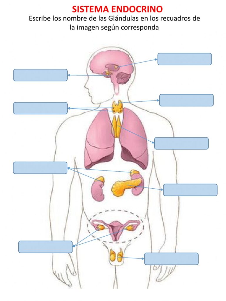 esquema del sistema endocrino con sus glandulas