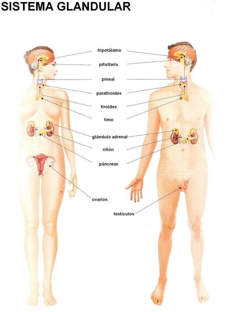 esquema del sistema glandular humano