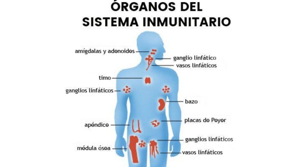 esquema del sistema inmunologico sin nombres