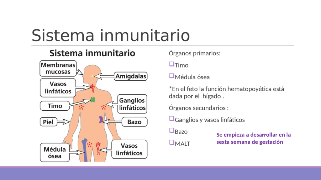 esquema del sistema inmunológico con nombres