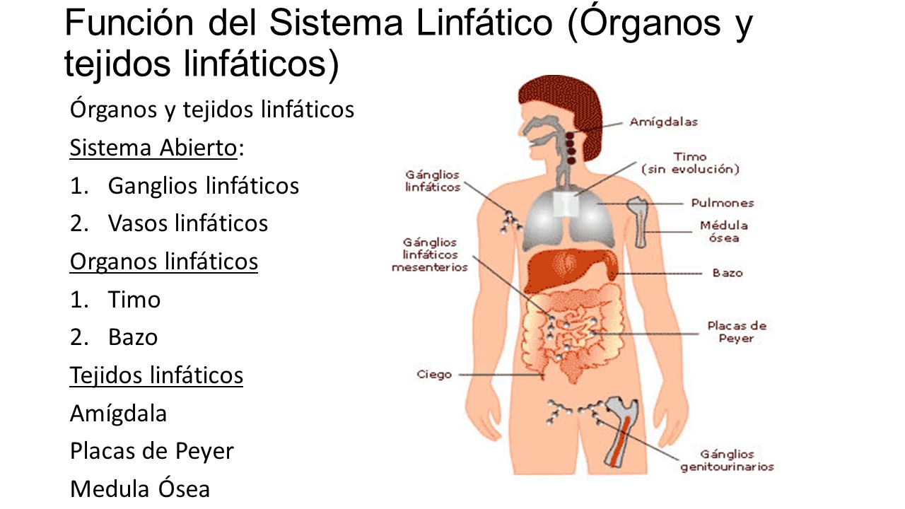 Esquema del sistema inmunológico Fotos Guía 2024