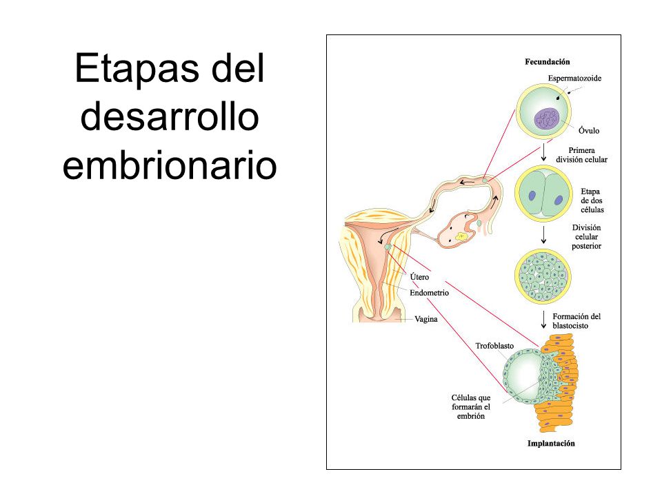 esquema del desarrollo embrionario del sistema nervioso