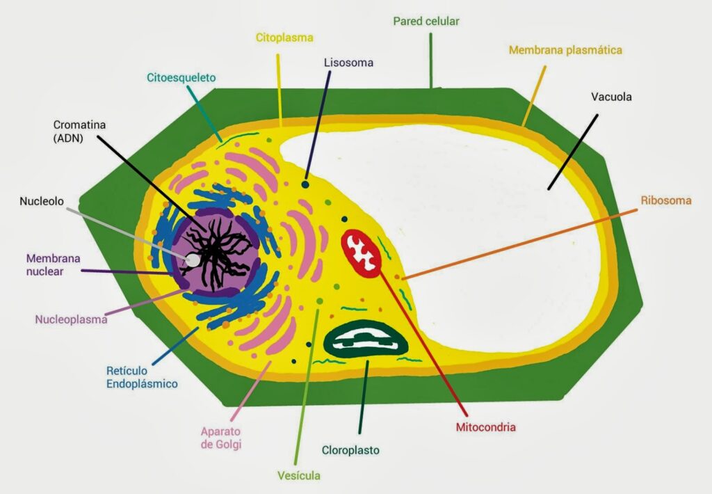 esquema de celula eucariota y sus partes