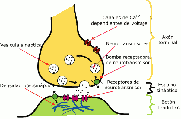esquema de la sinapsis en biologia