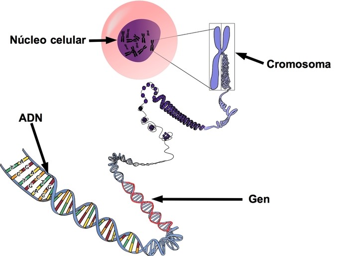 esquema de cromosomas y genes