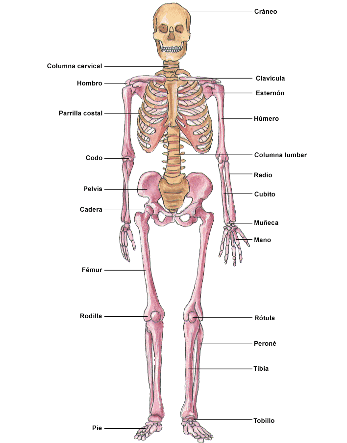 esquema de huesos largos