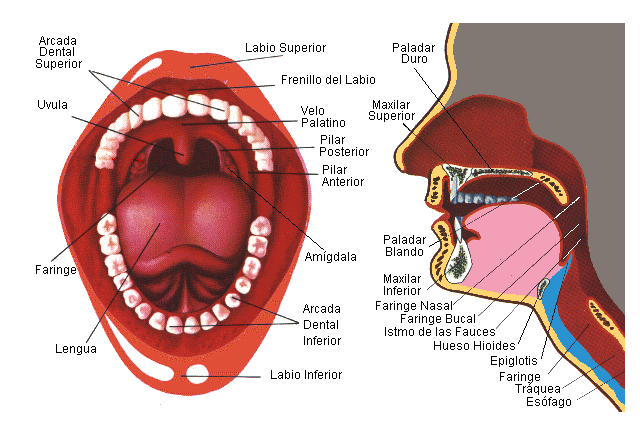esquema de la boca y los dientes