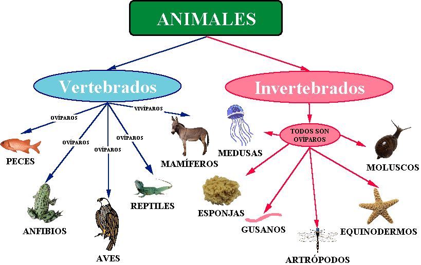 esquema de animales vertebrados e invertebrados