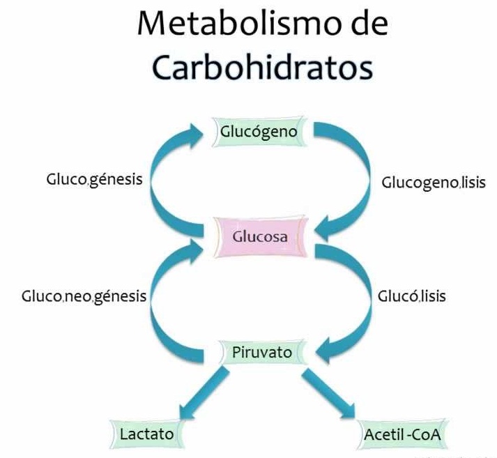 esquema de biosintesis de carbohidratos
