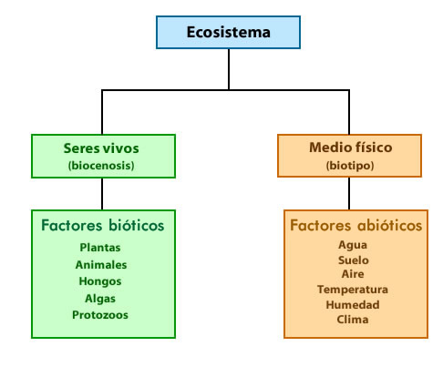 esquema de ecosistema acuatico y terrestre