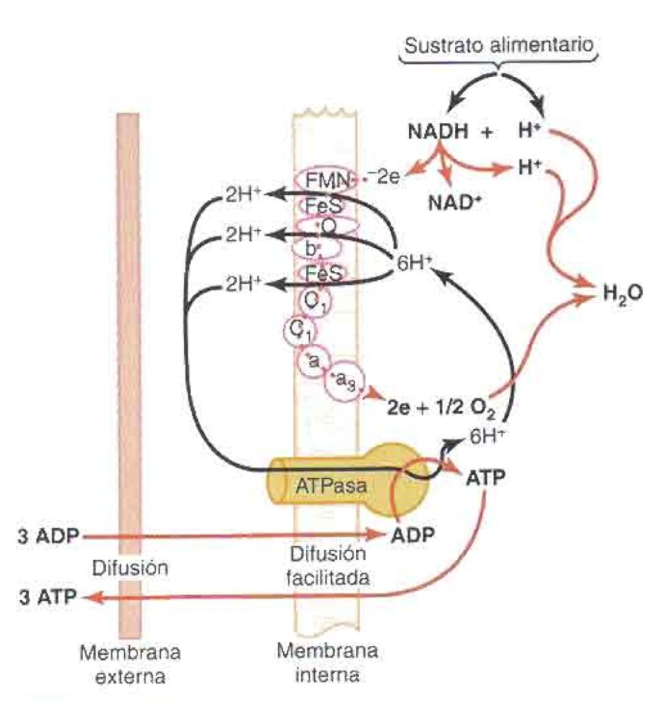 esquema de cadena respiratoria y fosforilacion oxidativa
