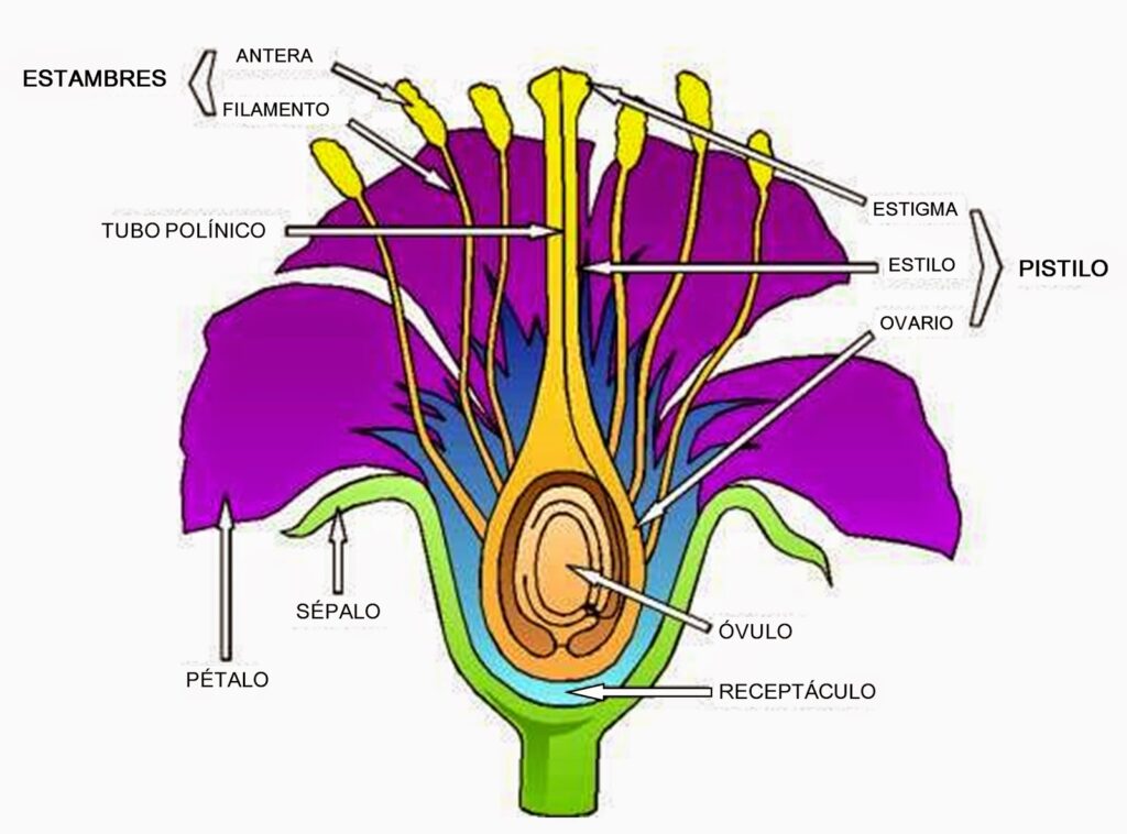 esquema de la flor sus partes y funciones
