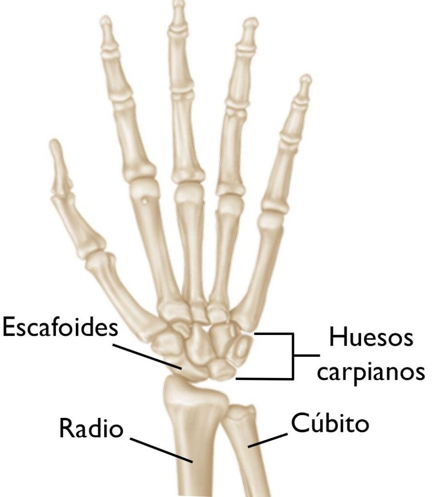 esquema de los huesos de la mano