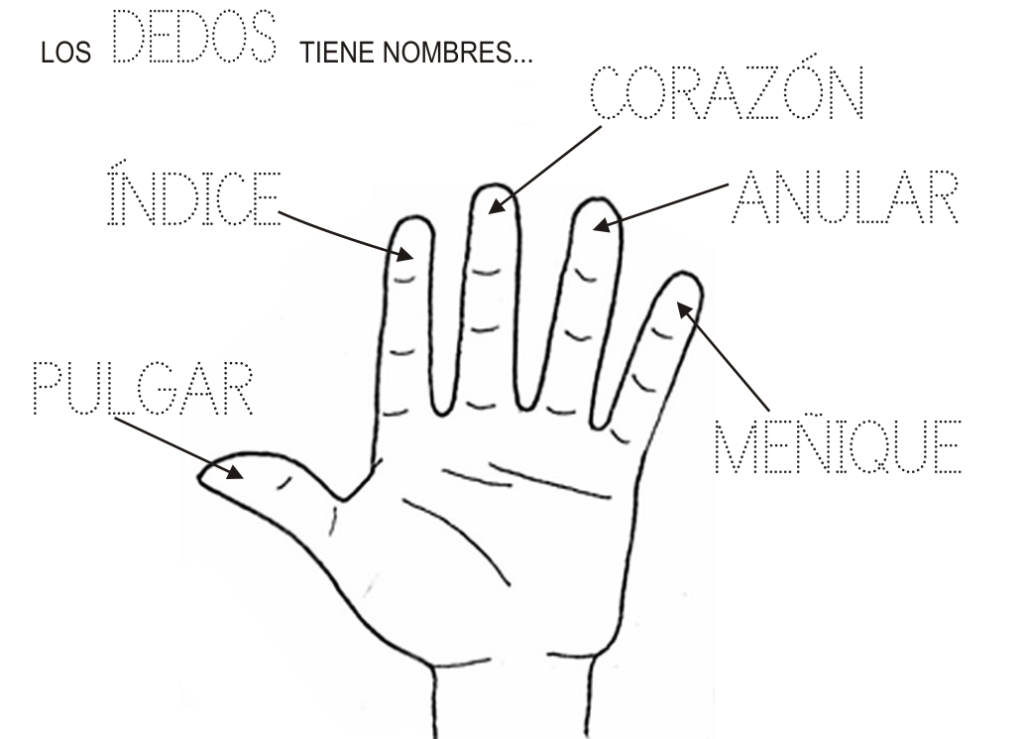 esquema de los dedos de la mano
