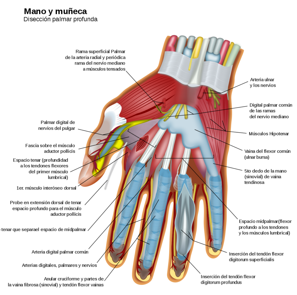 esquema de la mano humana