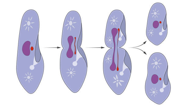 esquema de la division celular por meiosis	