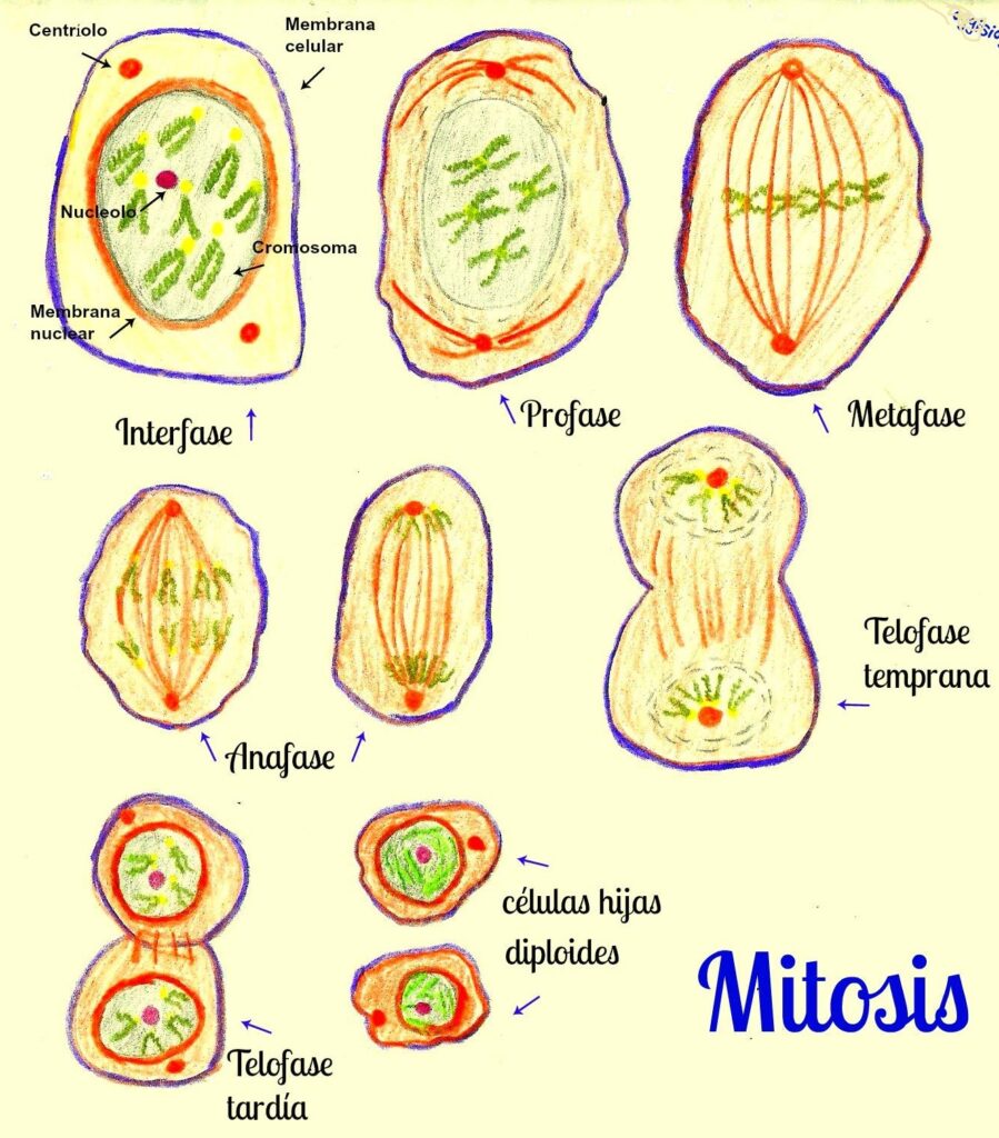 la mitosis y la meiosis