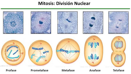 la mitosis cancion