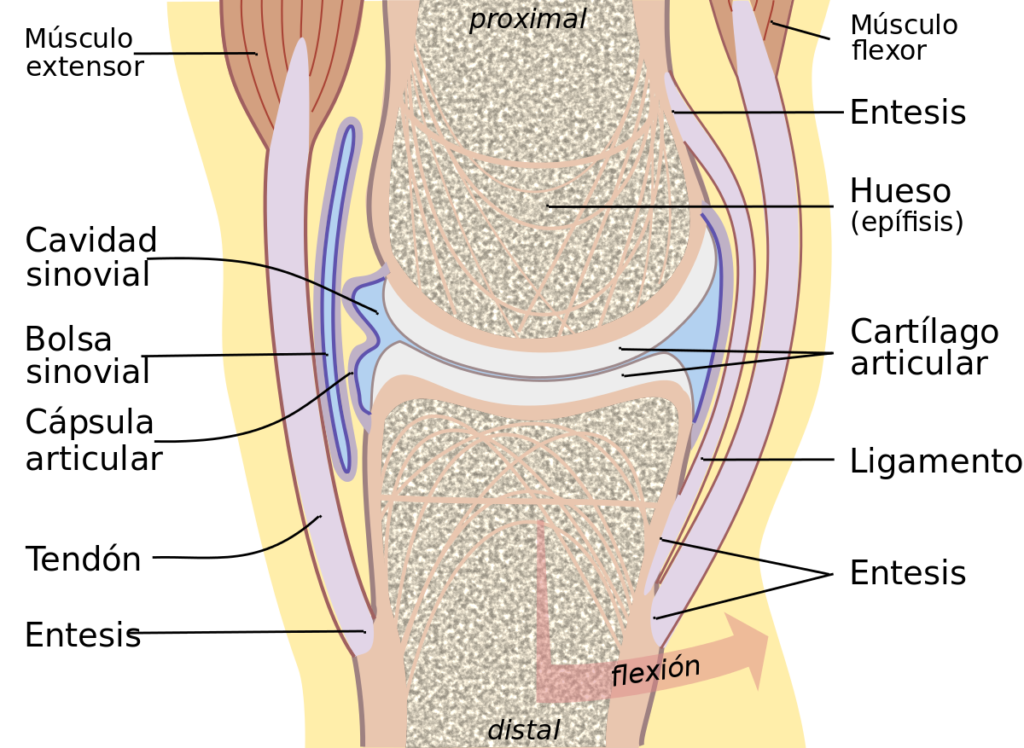 esquema de articulacion de la rodilla
