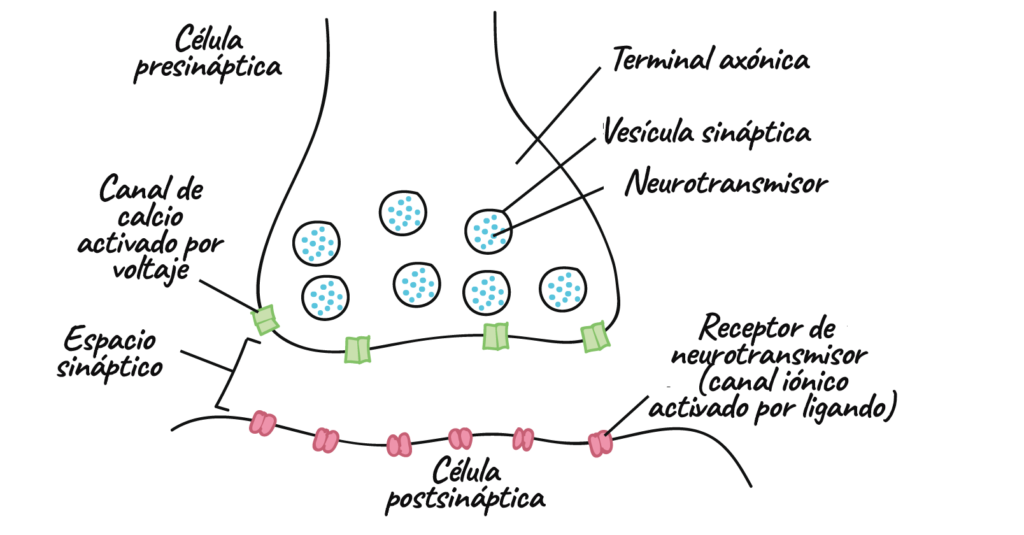 esquema de la sinapsis entre dos neuronas