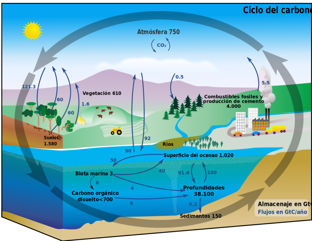 esquema del ciclo del carbono de un bosque