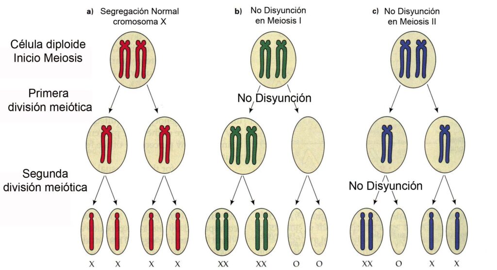 esquema de cromosoma duplicado