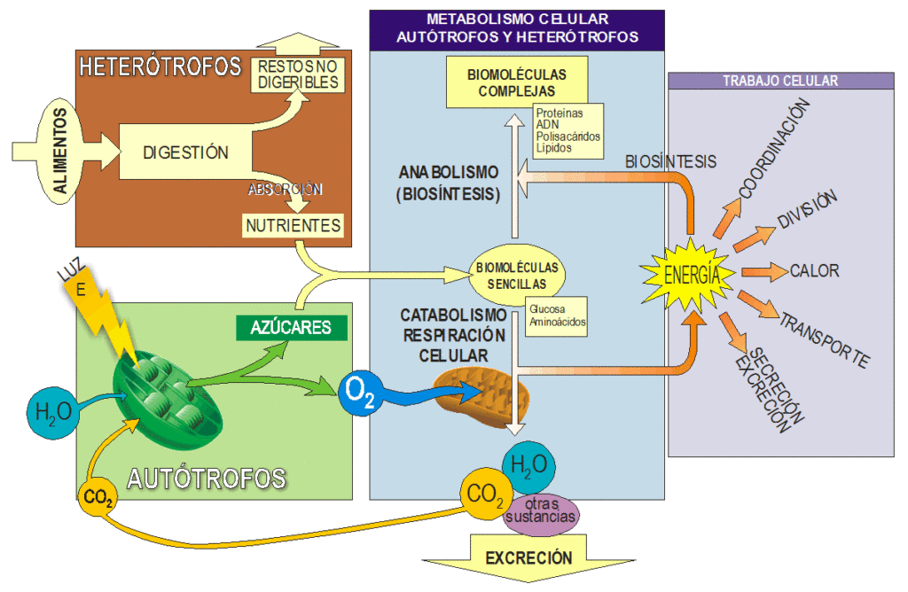 esquema del metabolismo de los carbohidratos