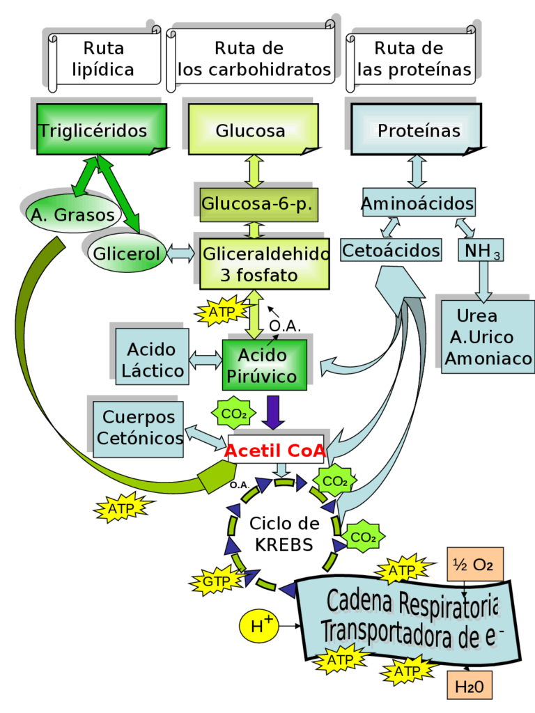 esquema del metabolismo de las proteinas