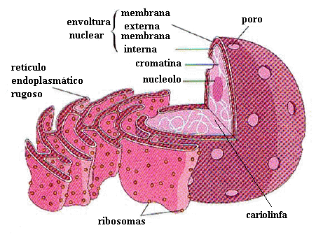 esquema nucleo celular