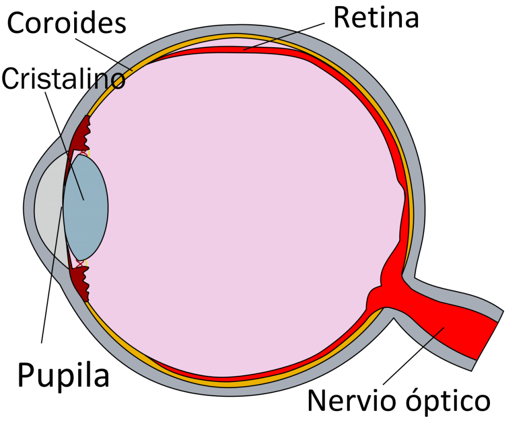 esquema del ojo humano y sus partes y funciones	