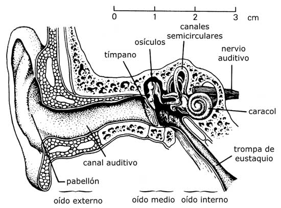 esquema del sistema auditivo con nombres