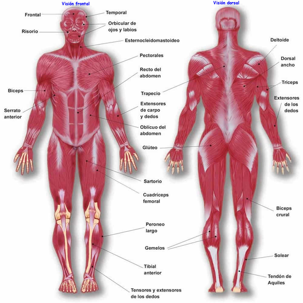 esquema del sistema osteo artro muscular
