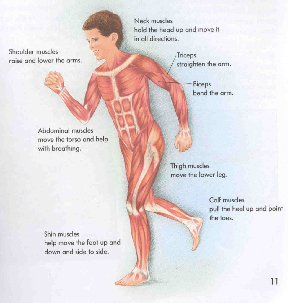 esquema del sistema muscular humano