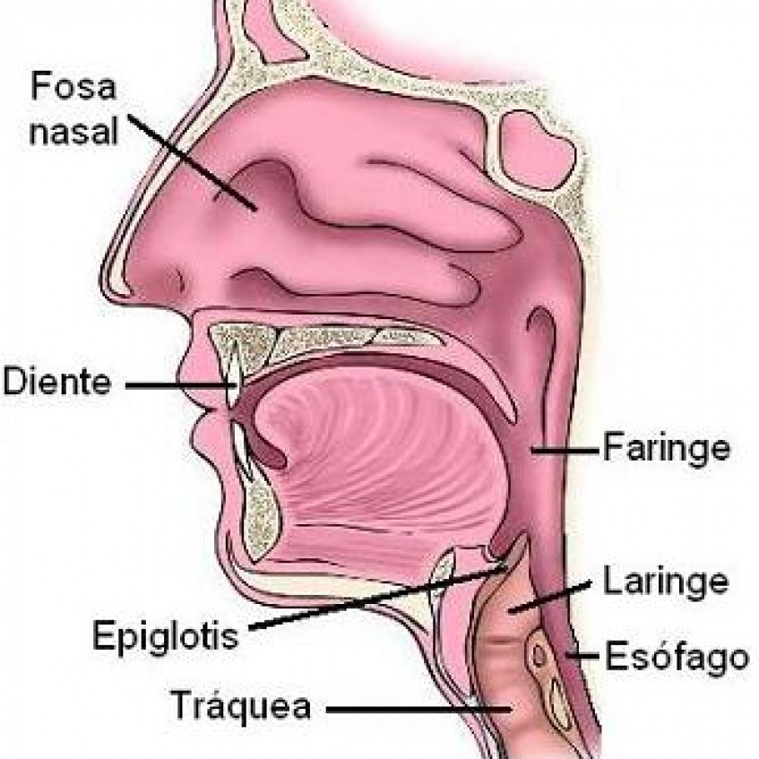 esquema de la laringe