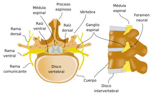 esquema de la medula espinal y funcion de sus partes