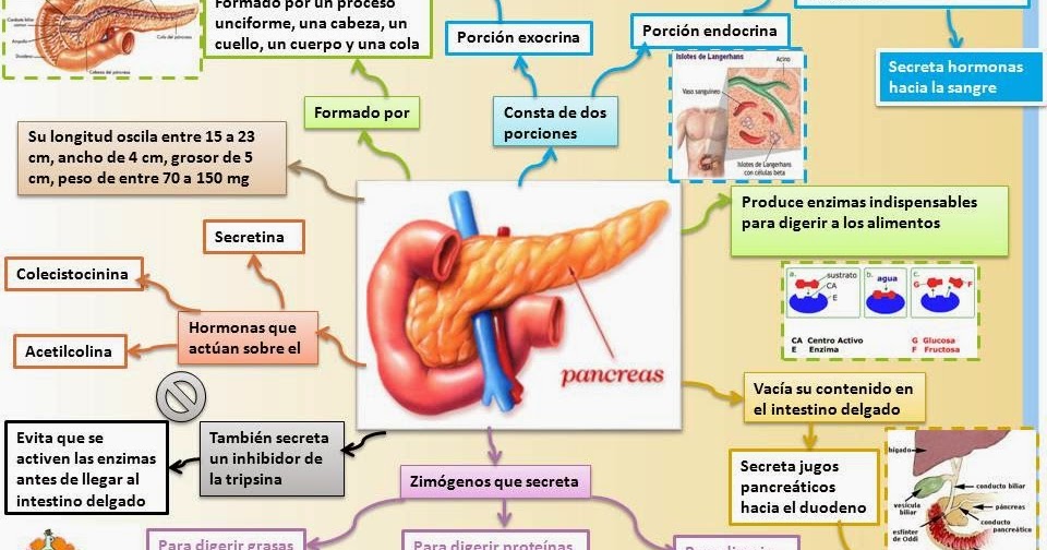 esquema del funcionamiento del pancreas