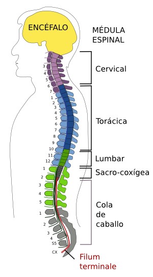 esquema sobre la medula espinal