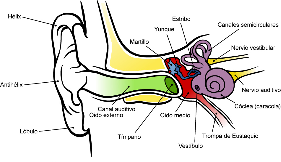 esquema del sistema auditivo central