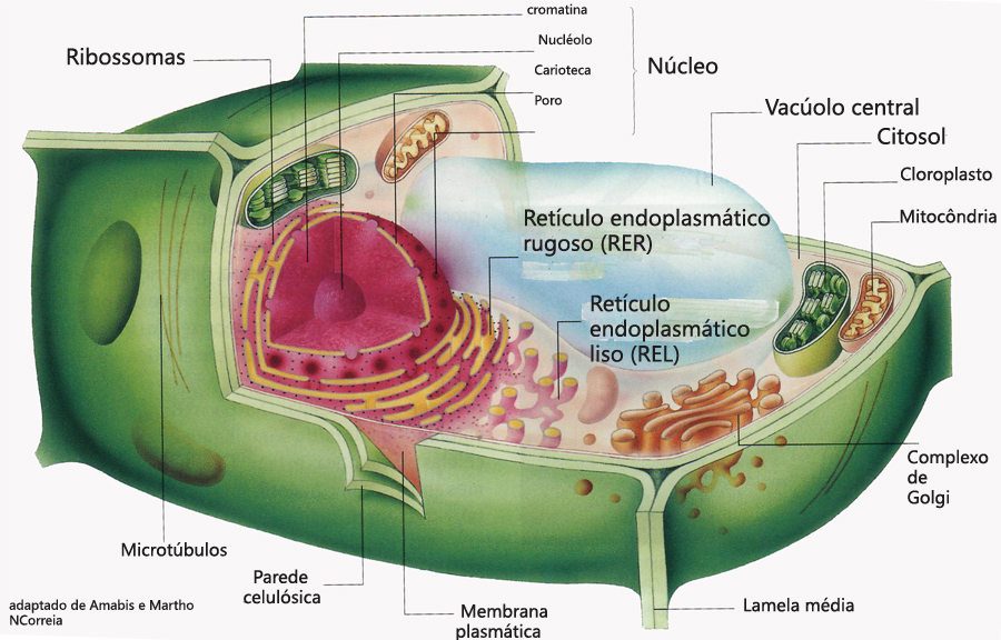 esquema de la celula vegetal