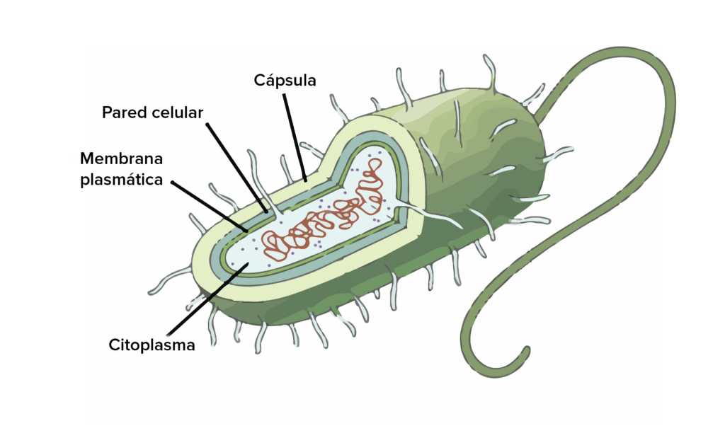 esquema de la celula procariota