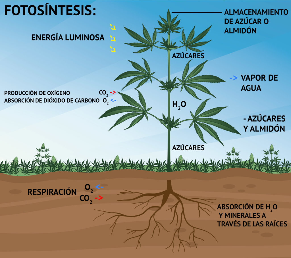 esquema de la fotosintesis  realista
