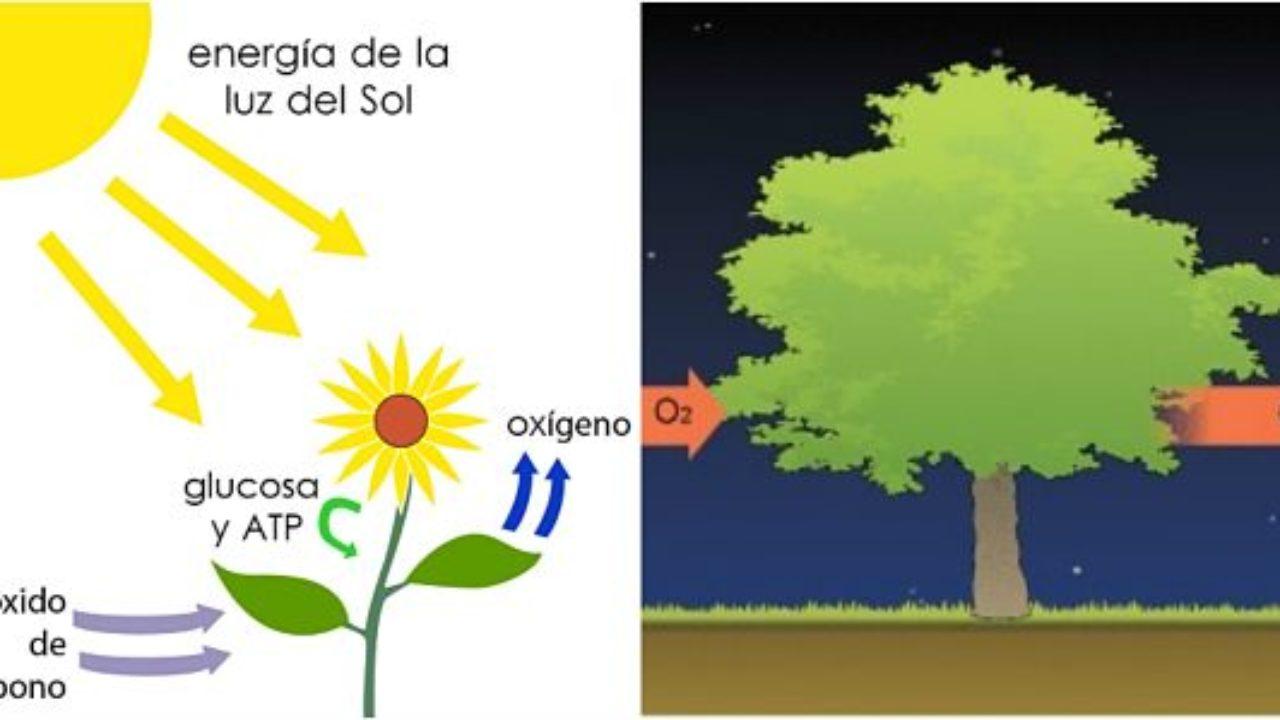Esquema De La Fotosintesis ¡fotos And Guía 2024 5340