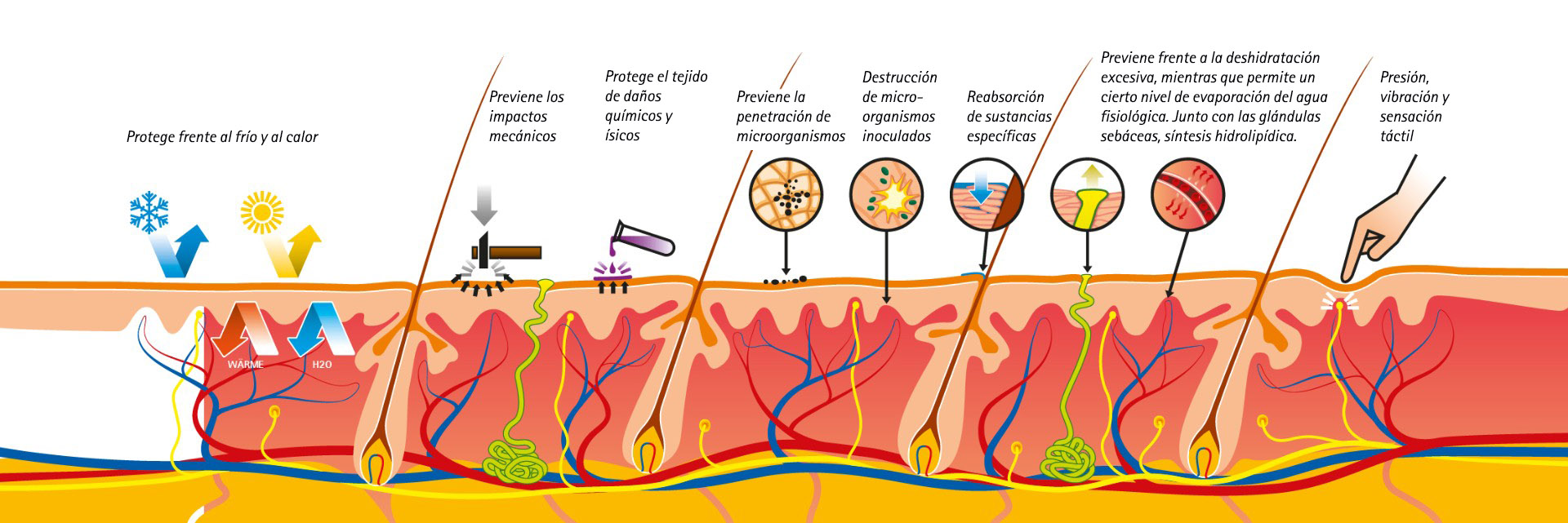 Esquema De La Piel