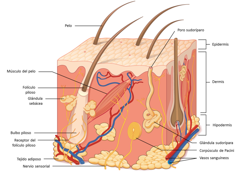 esquema del tejido adiposo de la piel