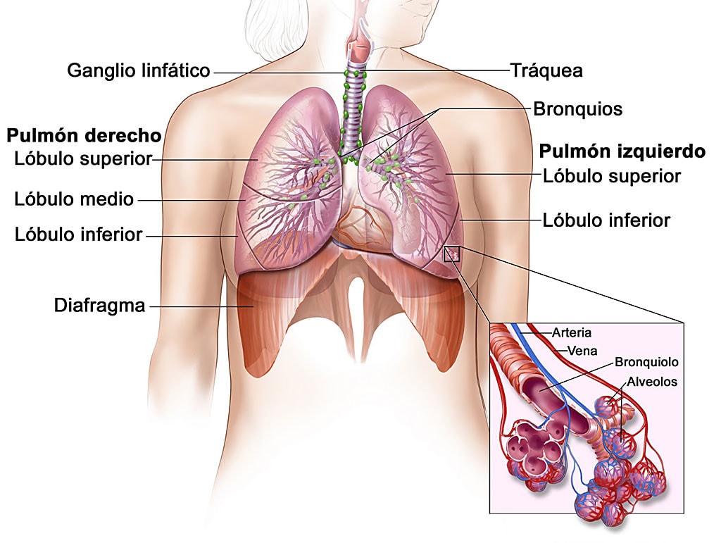 esquema del aparato respiratorio humano