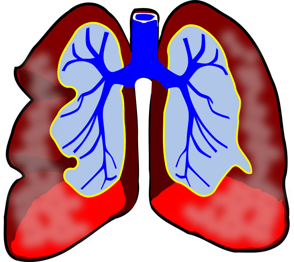 esquema del aparato respiratorio sin nombres