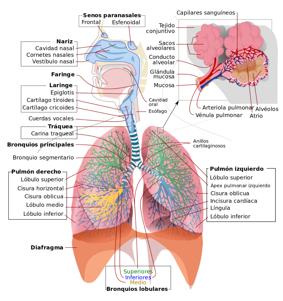 	esquema de la anatomia del aparato respiratorio