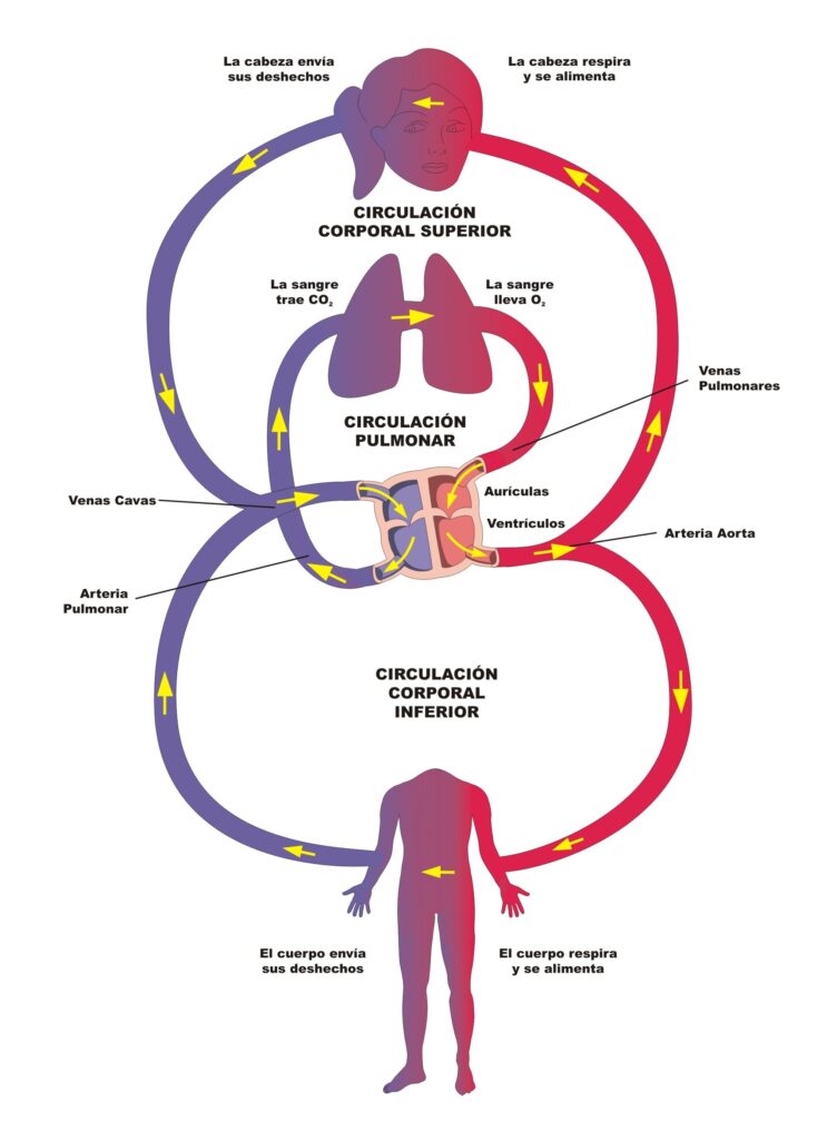 esquema del sistema circulatorio sin nombres
